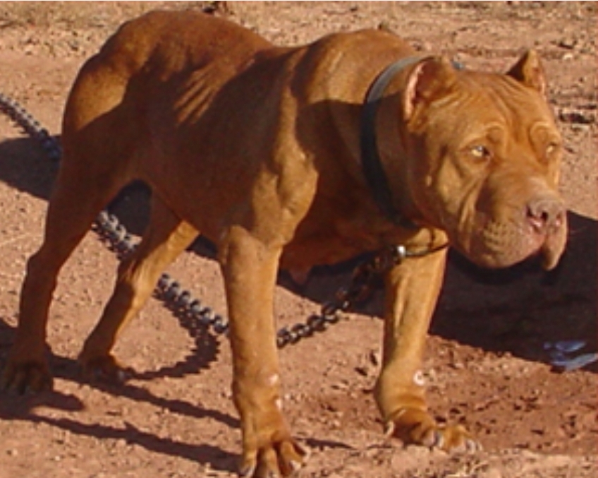 Dog Featured Image