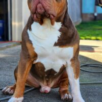 Dog Featured Image