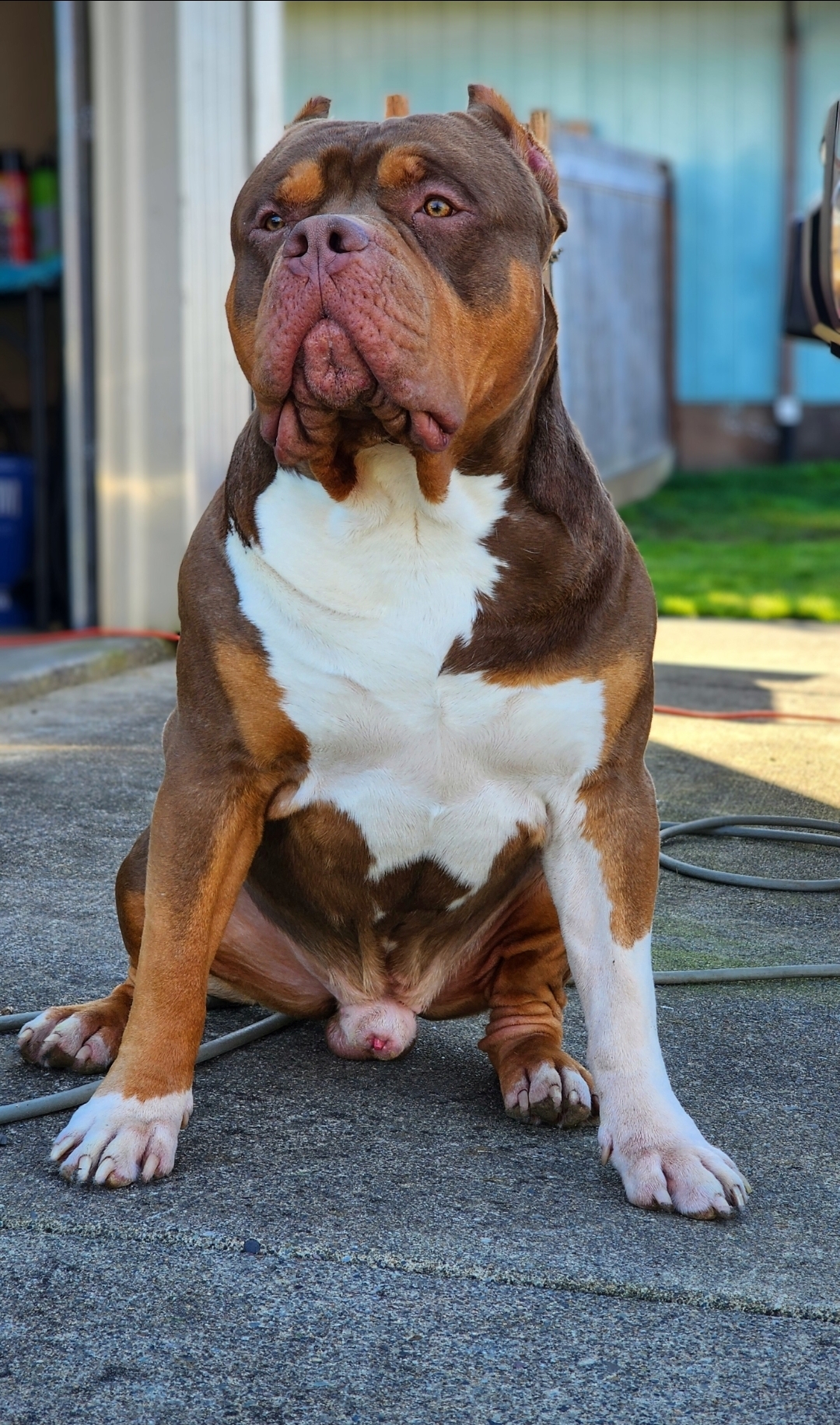 Dog Featured Image
