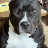 Mikalah’s Onyx