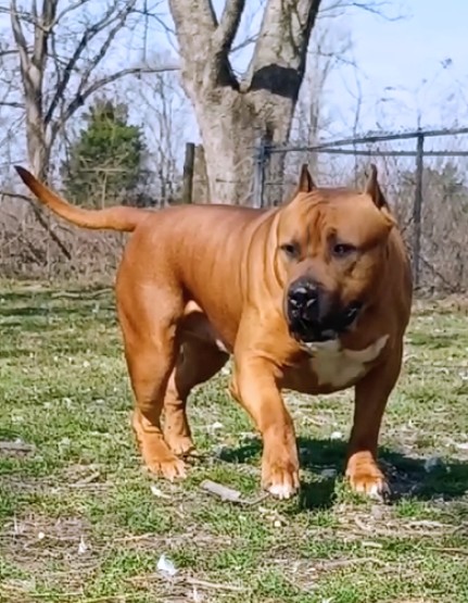 Dog Featured Image