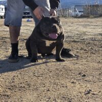RGK’S ROCKO