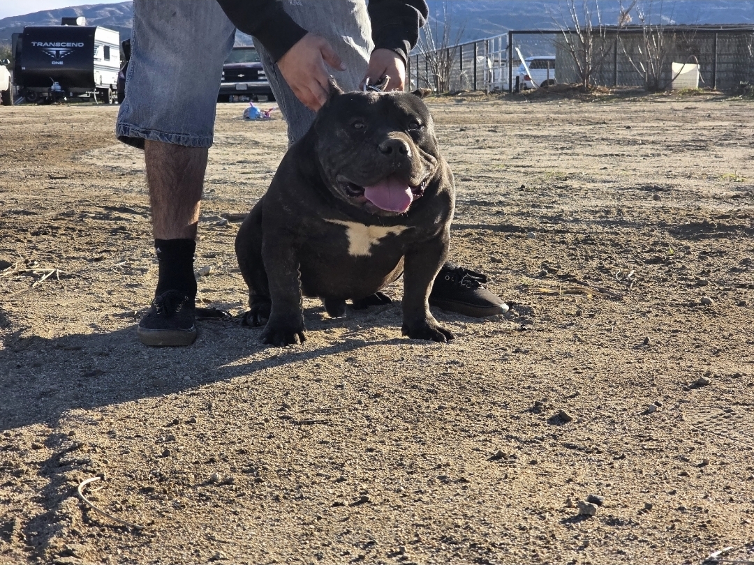 Dog Featured Image