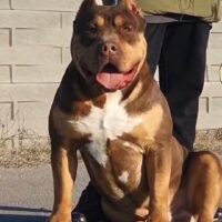 Bossys Milo