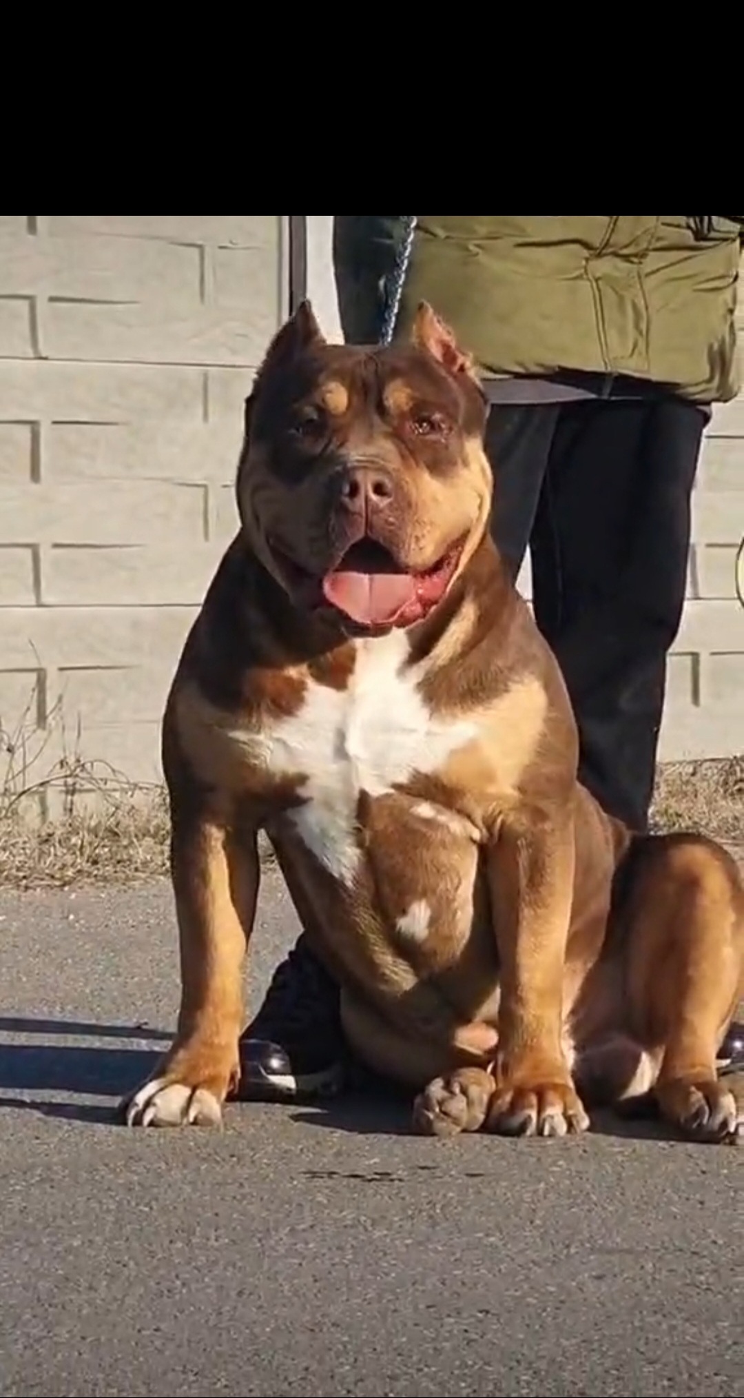 Dog Featured Image