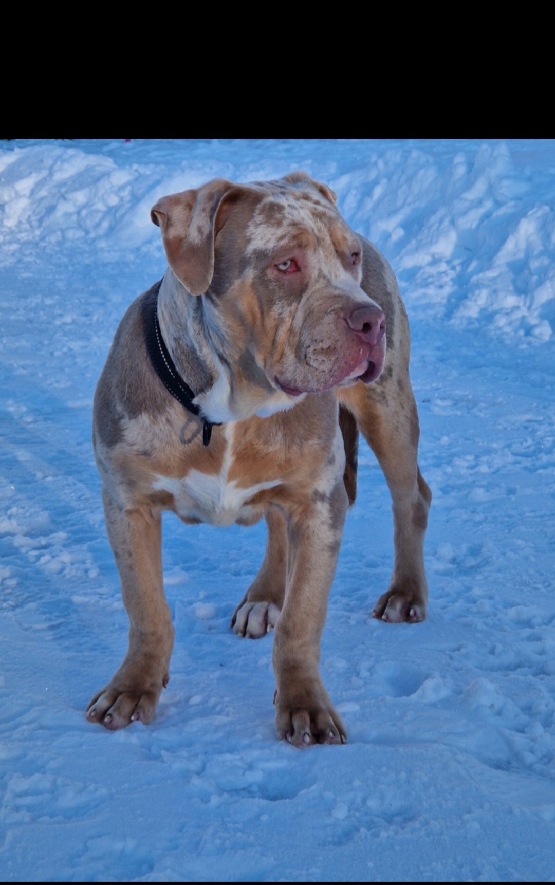 Dog Featured Image