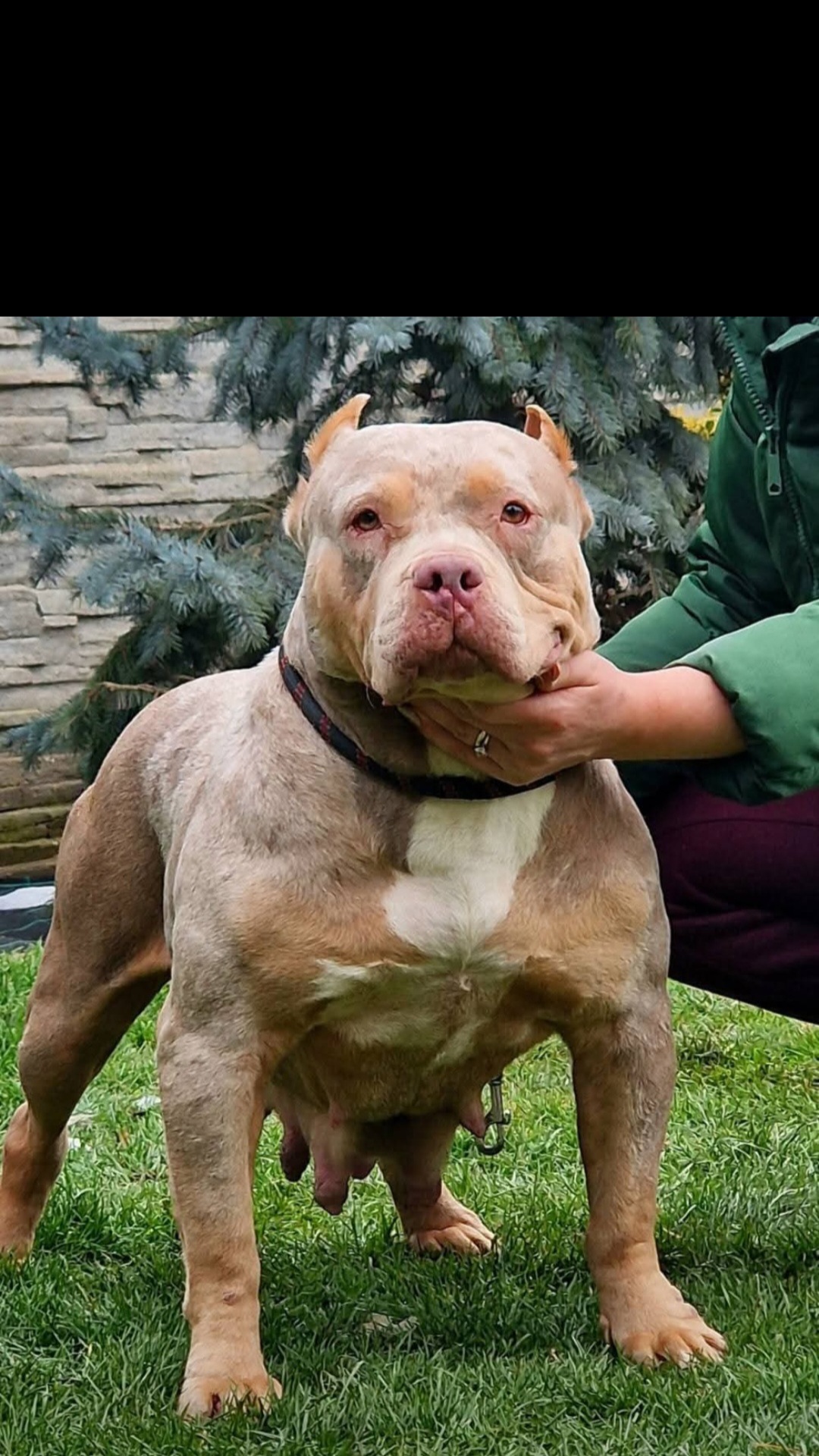 Dog Featured Image