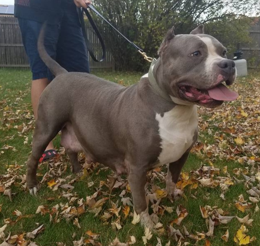 Dog Featured Image