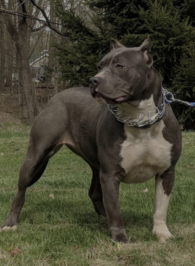 Dog Featured Image
