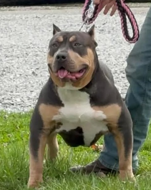 Dog Featured Image