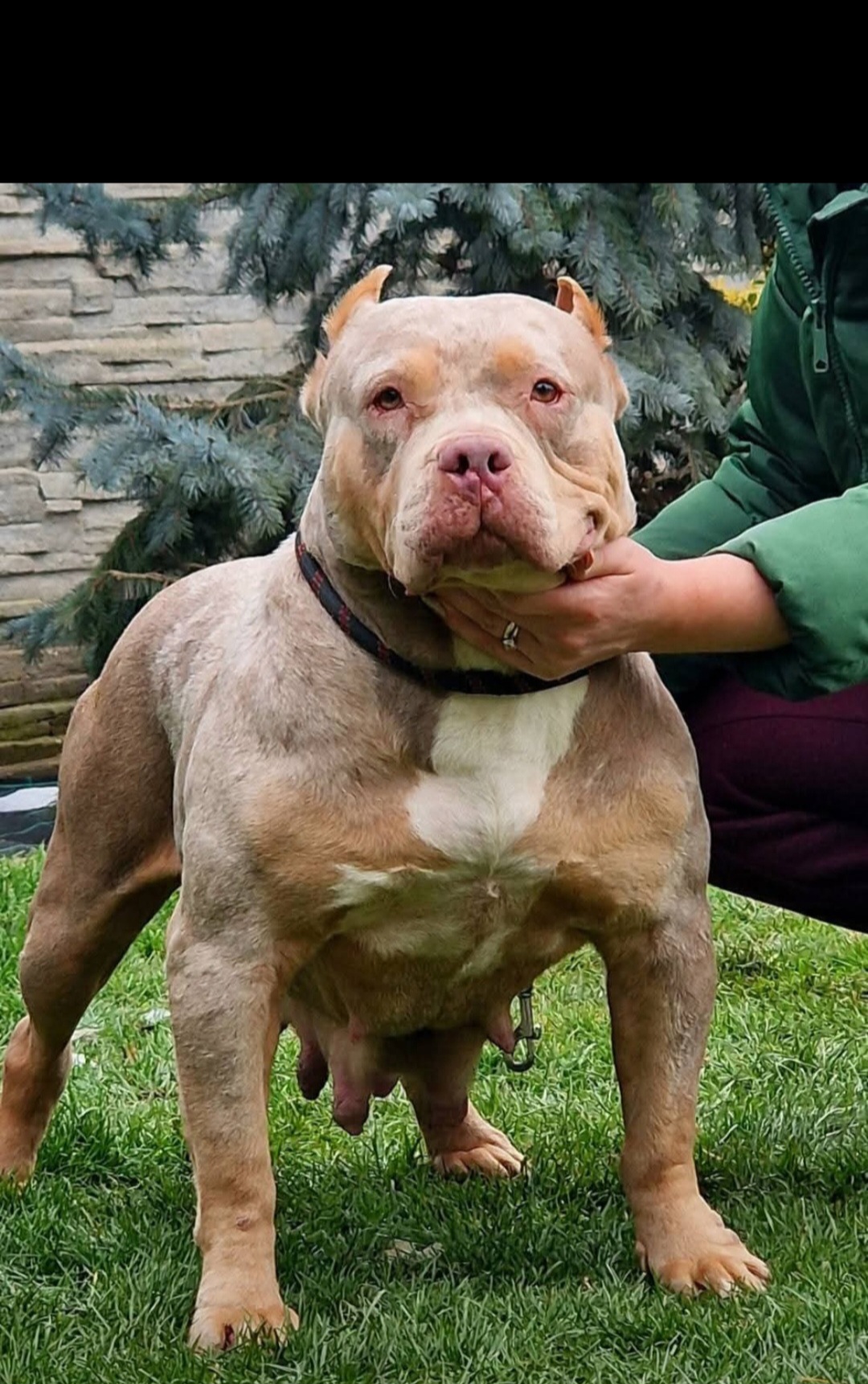 Dog Featured Image