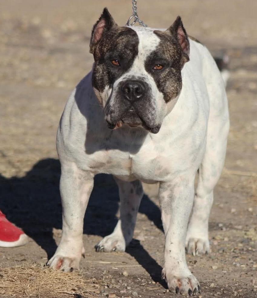 Dog Featured Image