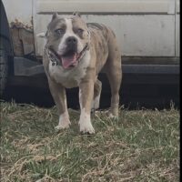 UBK’S king apache
