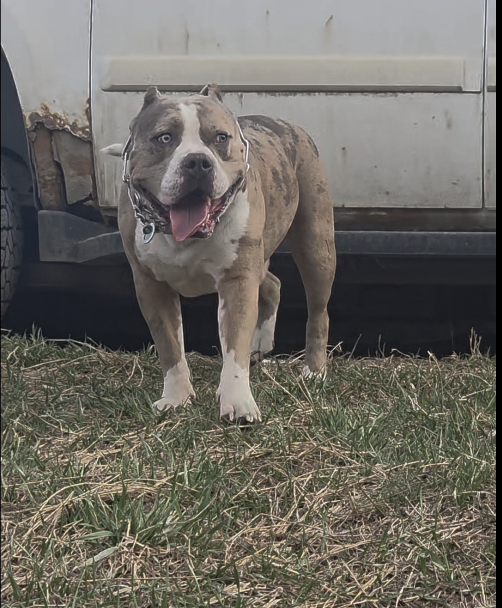 Dog Featured Image