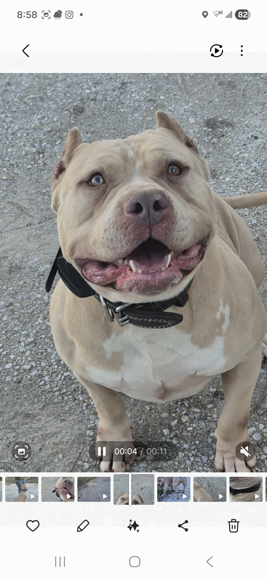 Dog Featured Image