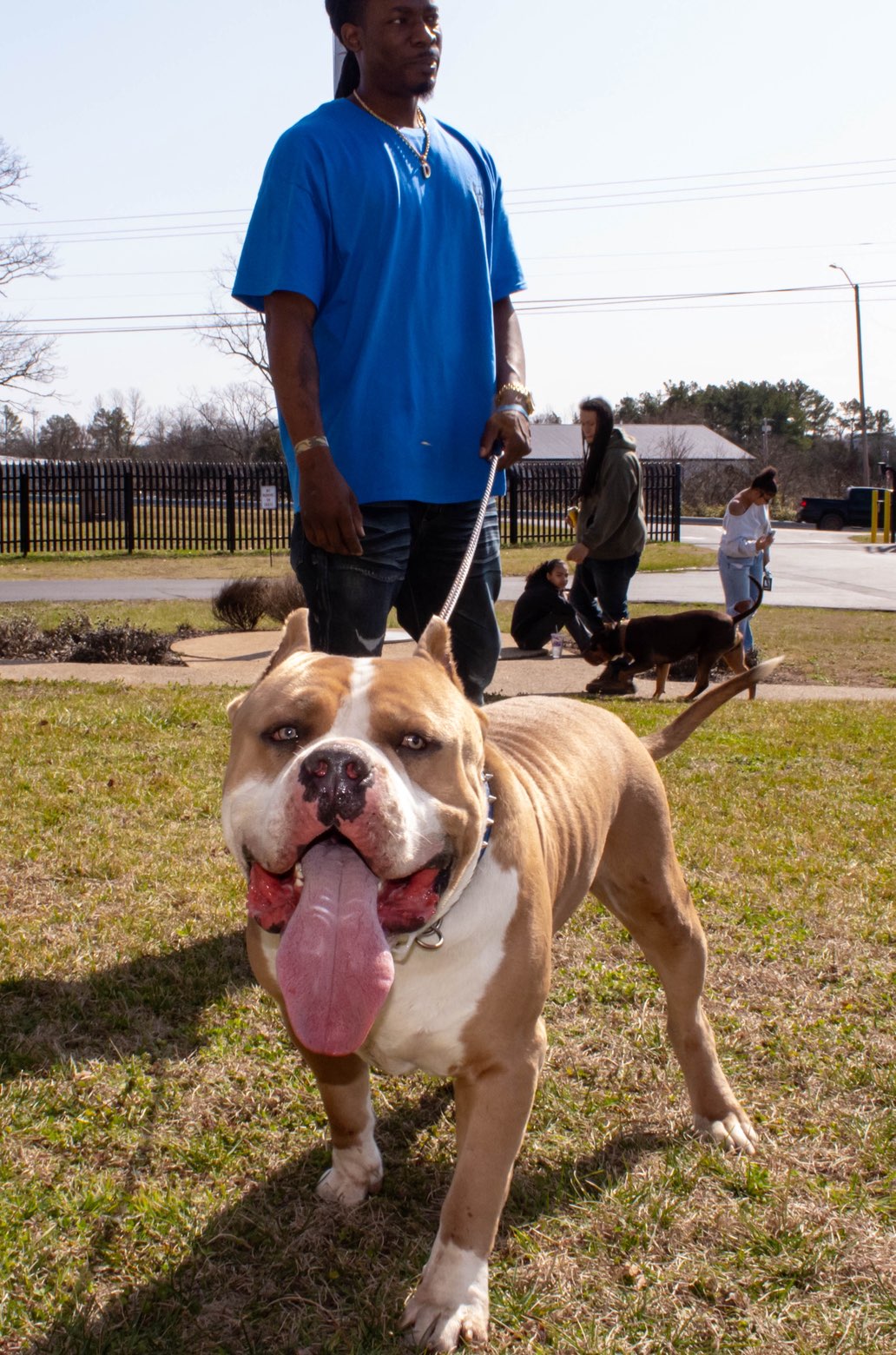 Dog Featured Image