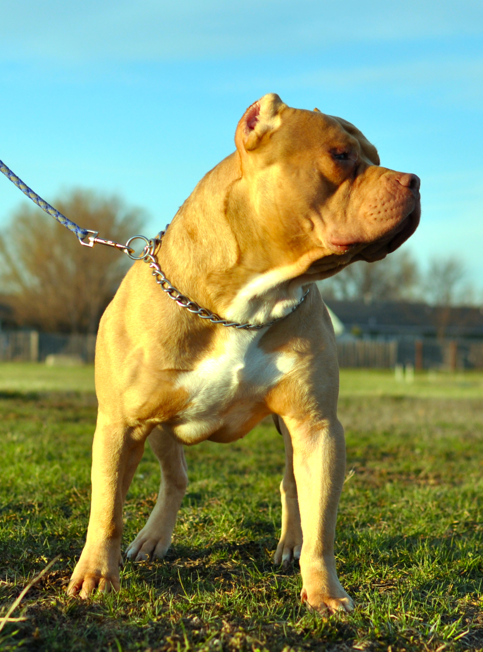 Dog Featured Image