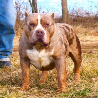 Renowned Bully Kennels Thane