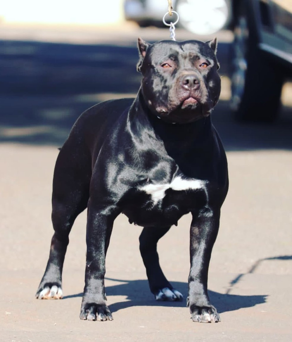 Dog Featured Image