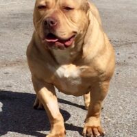 Renowned Bully Kennels Zipporah