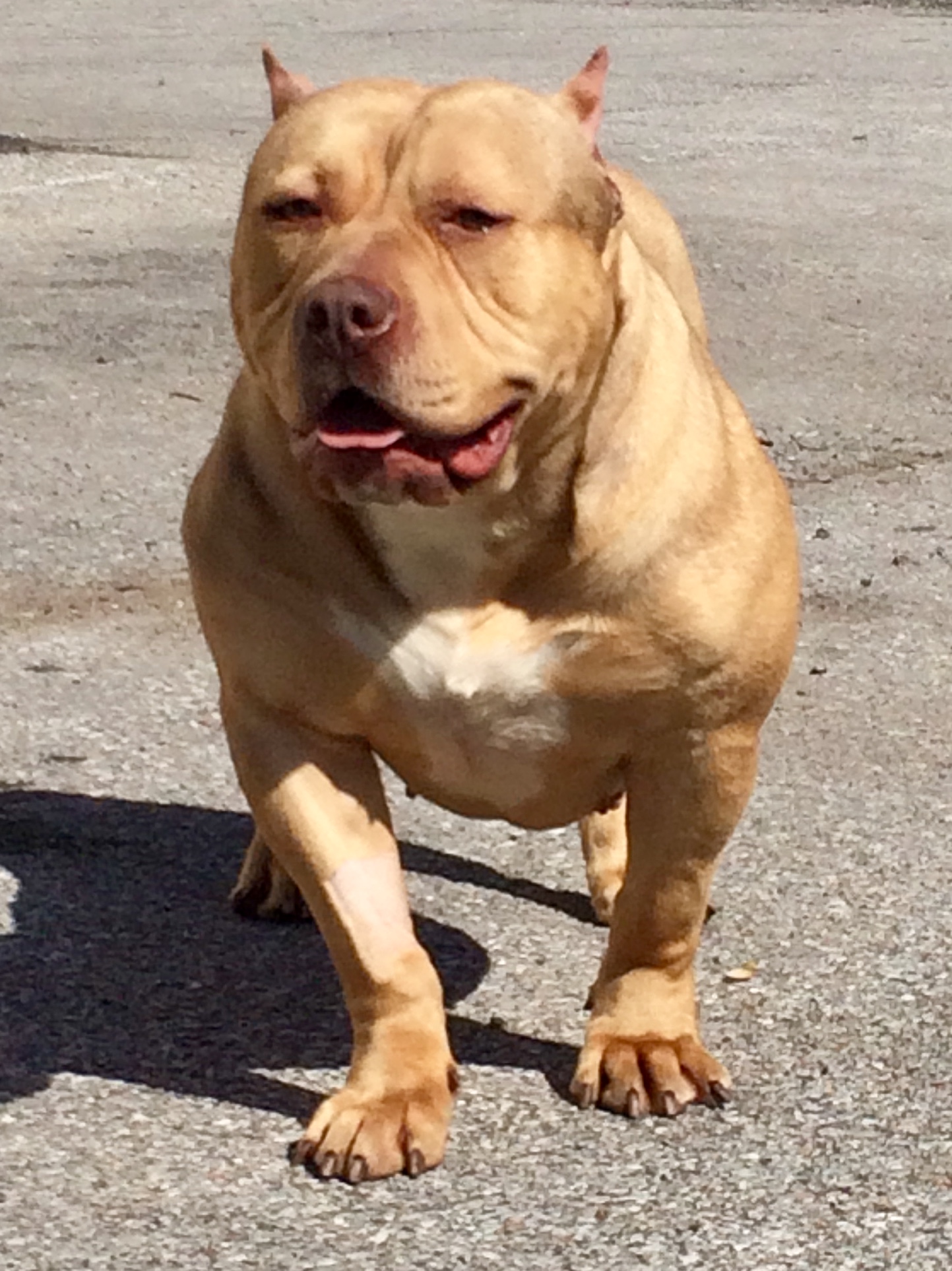 Dog Featured Image