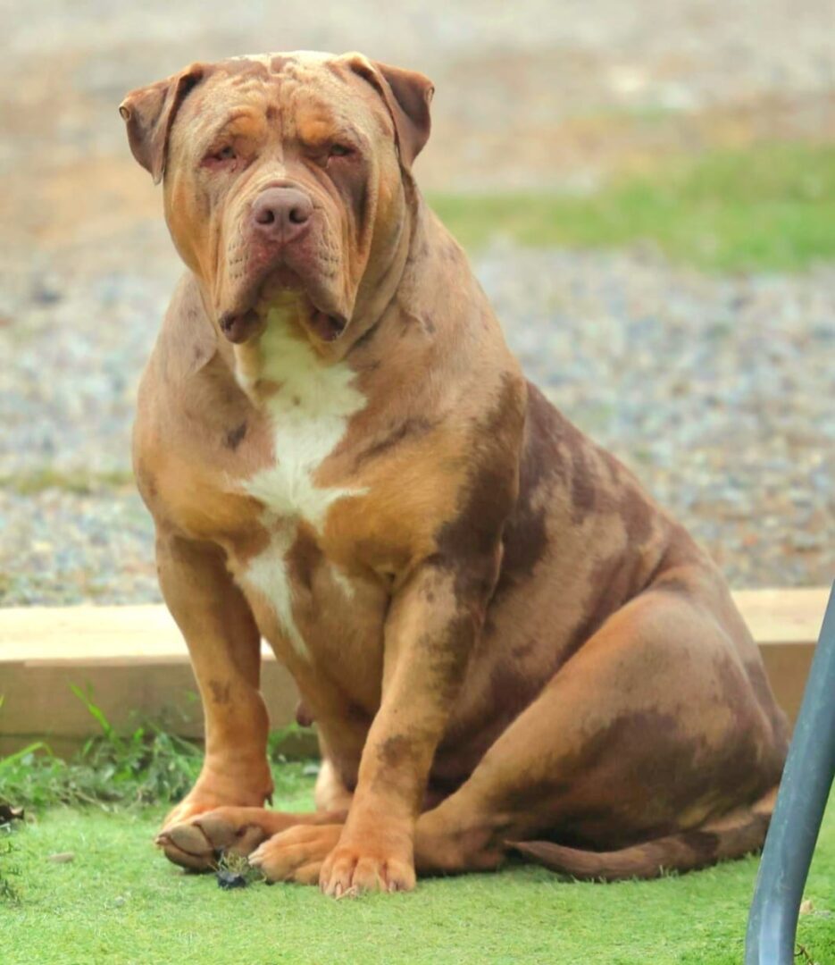 Dog Featured Image