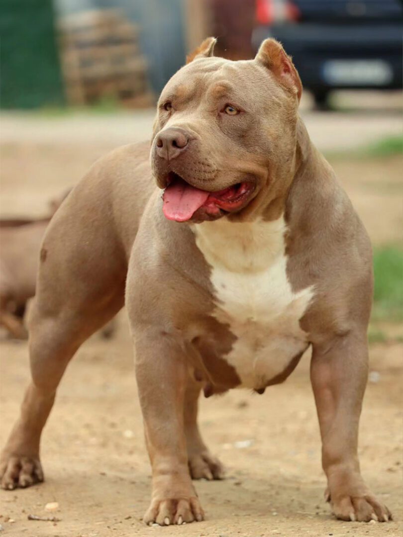 Dog Featured Image