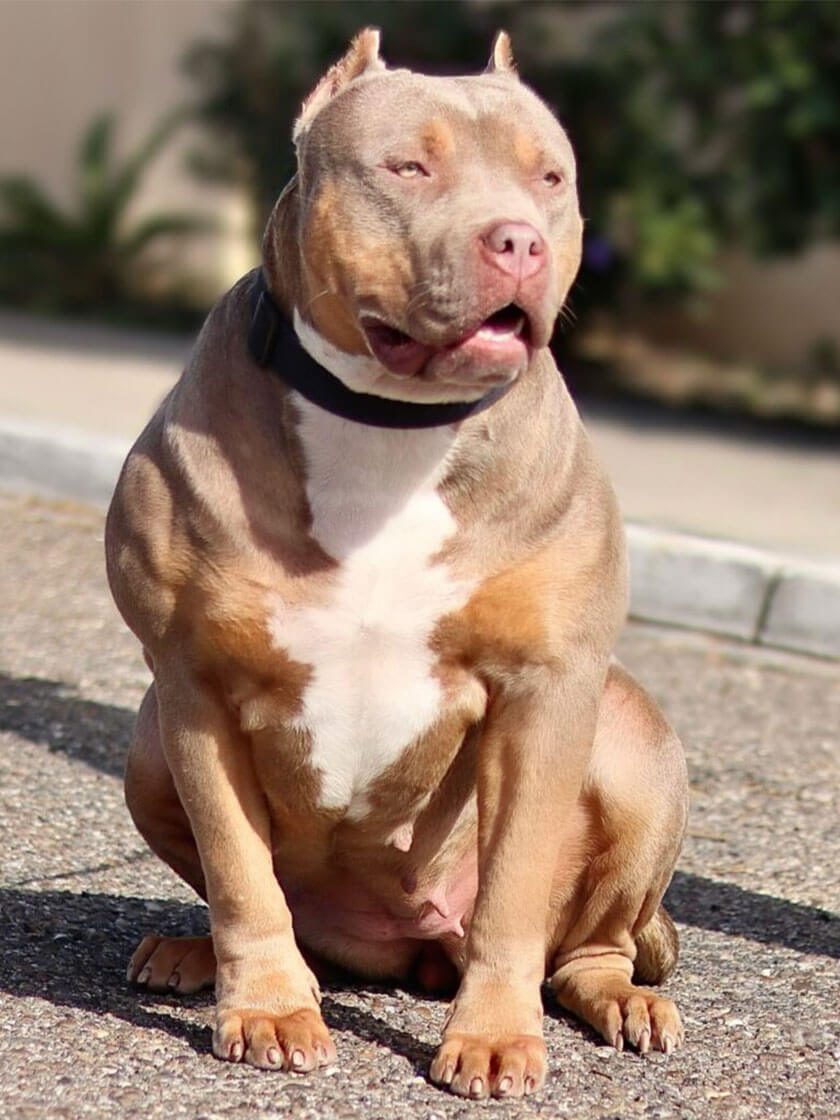 Dog Featured Image