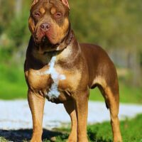 BOSSY’S GOODBAR JR