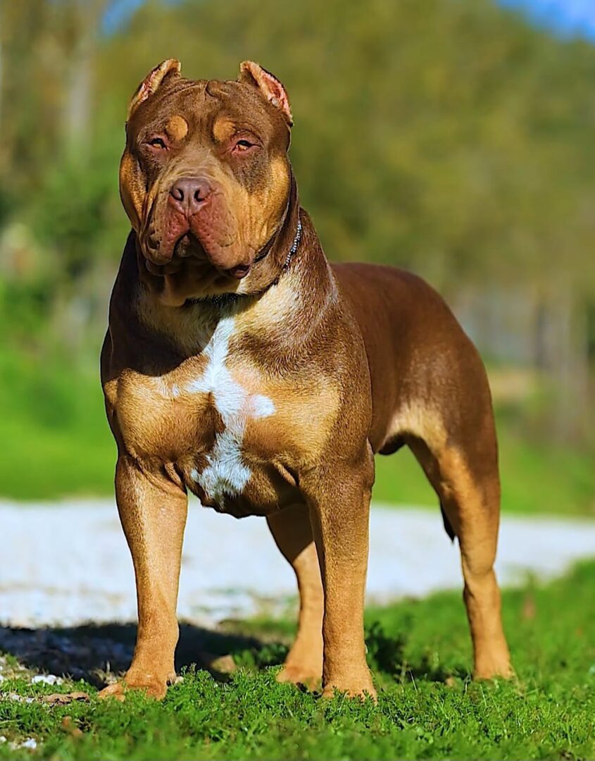 Dog Featured Image