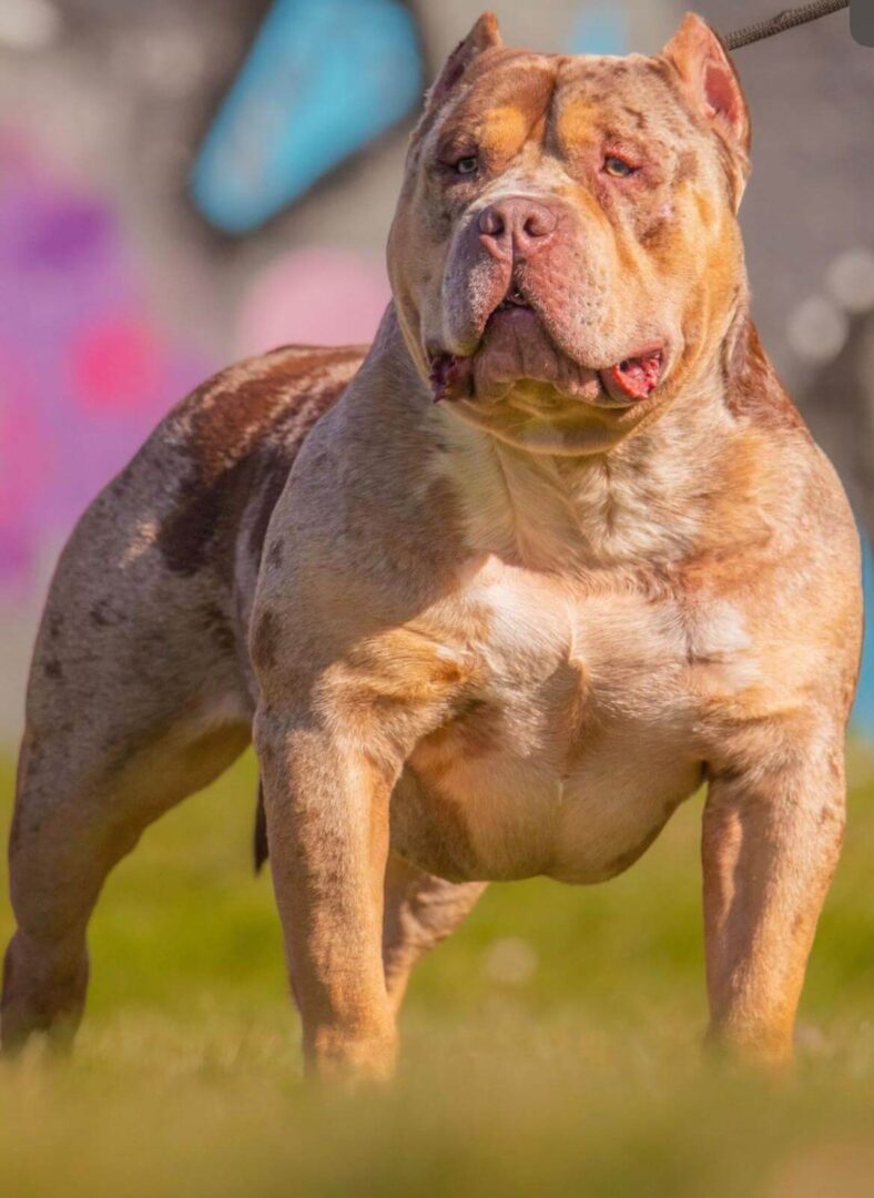 Dog Featured Image