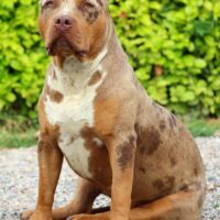 BOSSY’S KIRA