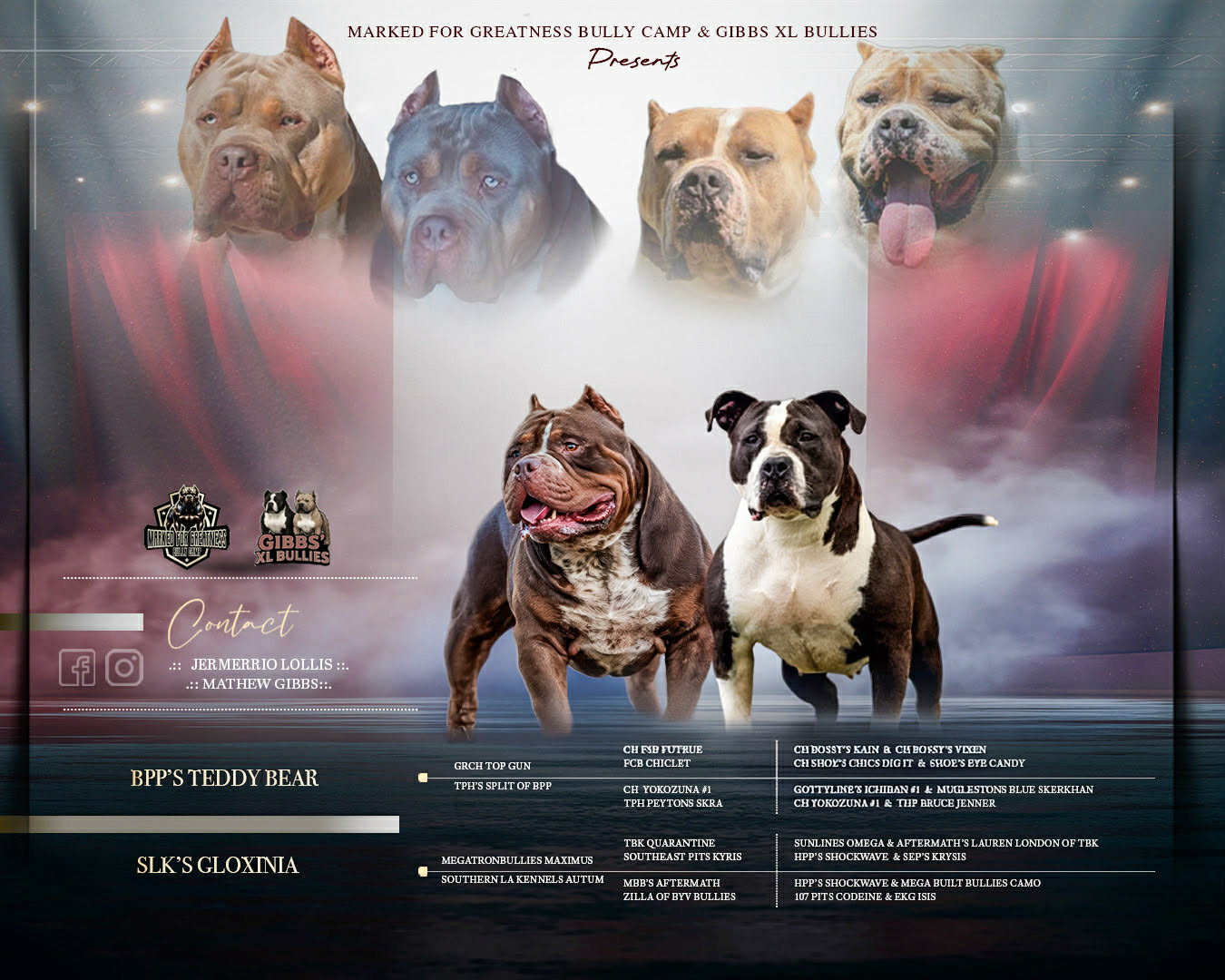 Dog Featured Image
