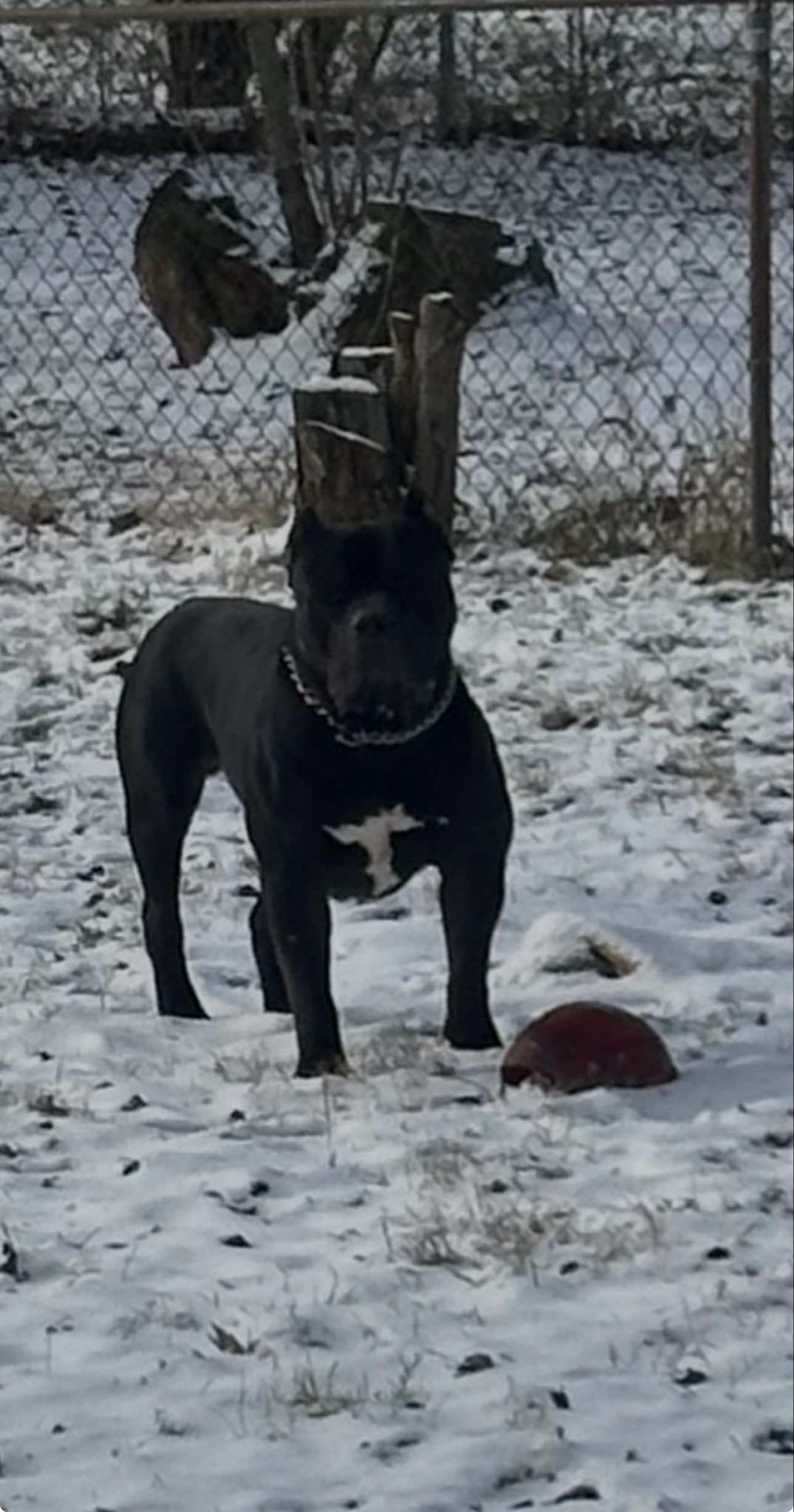 Dog Featured Image