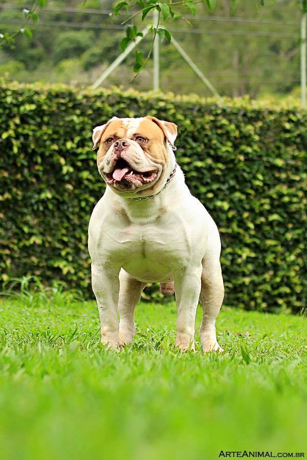 Dog Featured Image