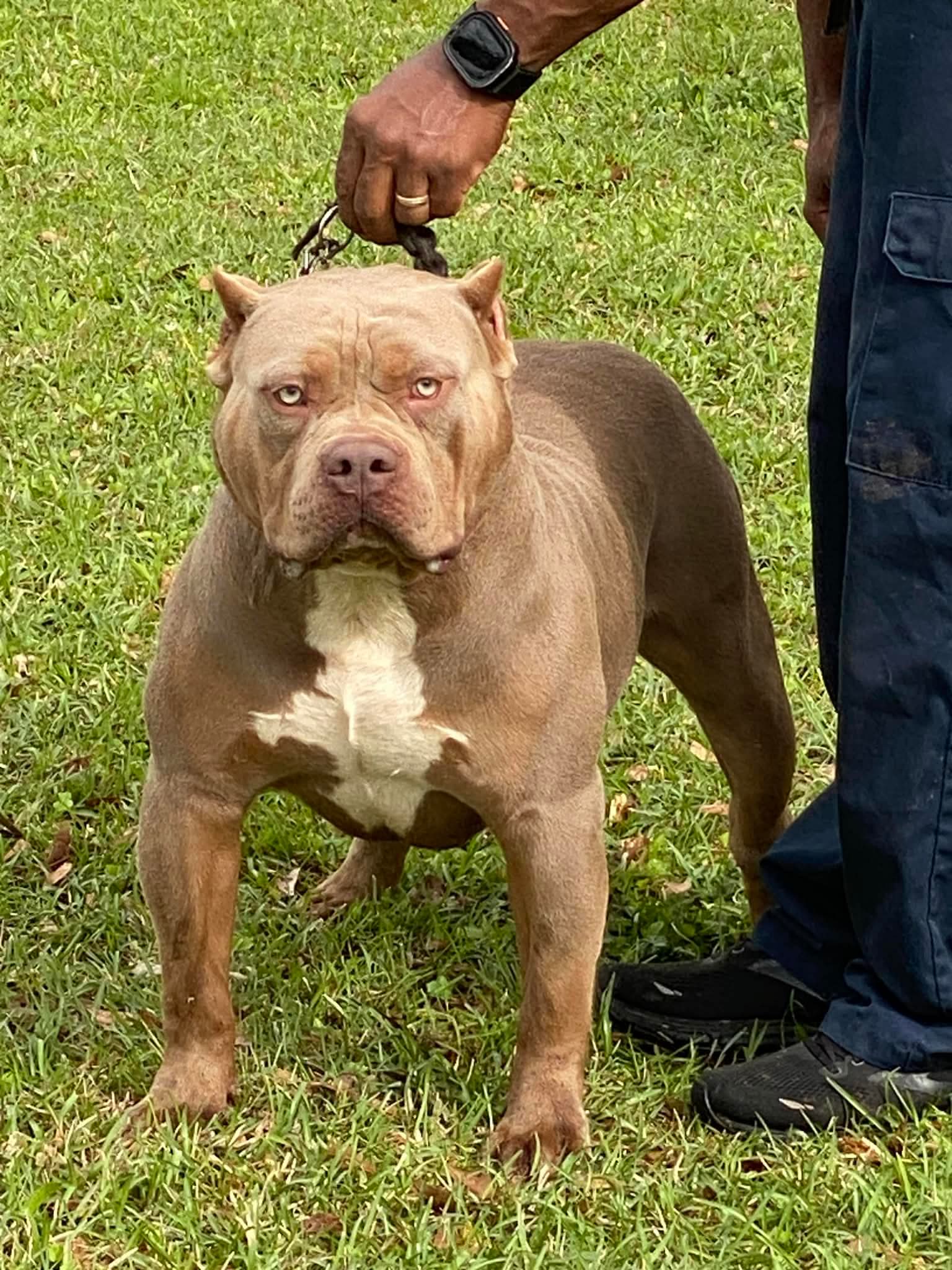 Dog Featured Image