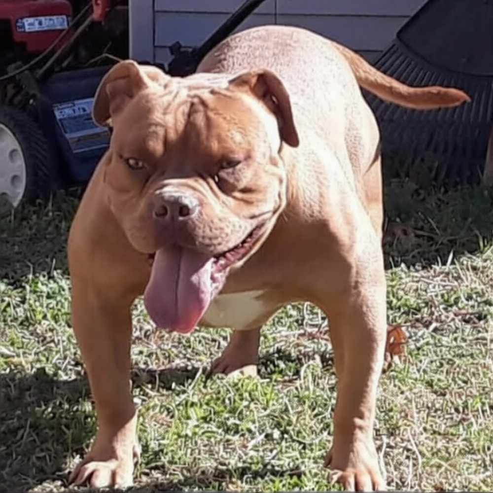 Dog Featured Image