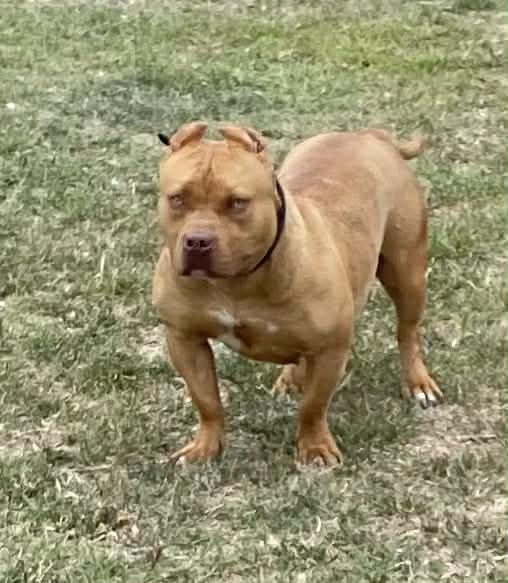 Dog Featured Image