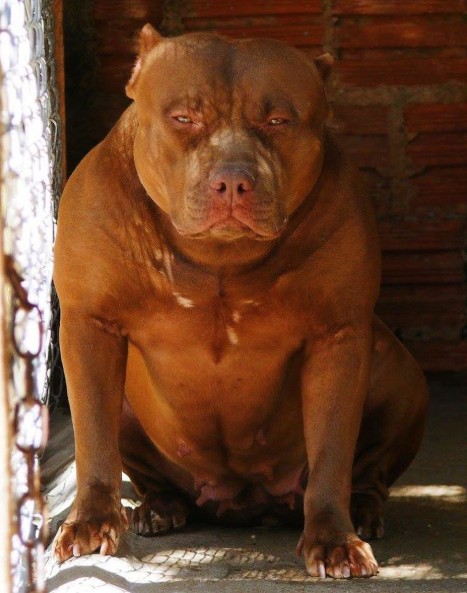 Dog Featured Image