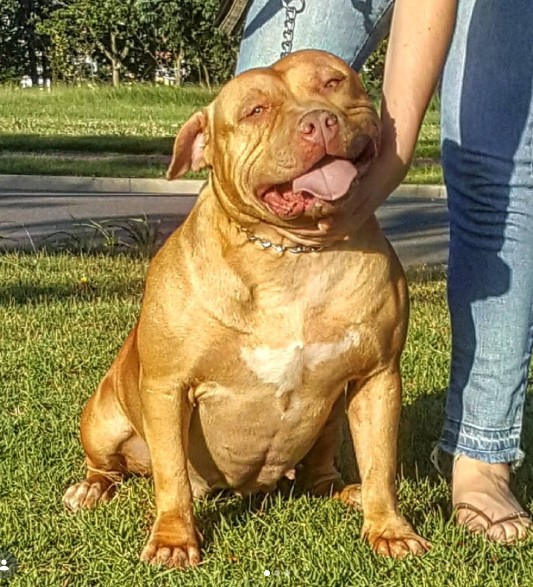 Dog Featured Image