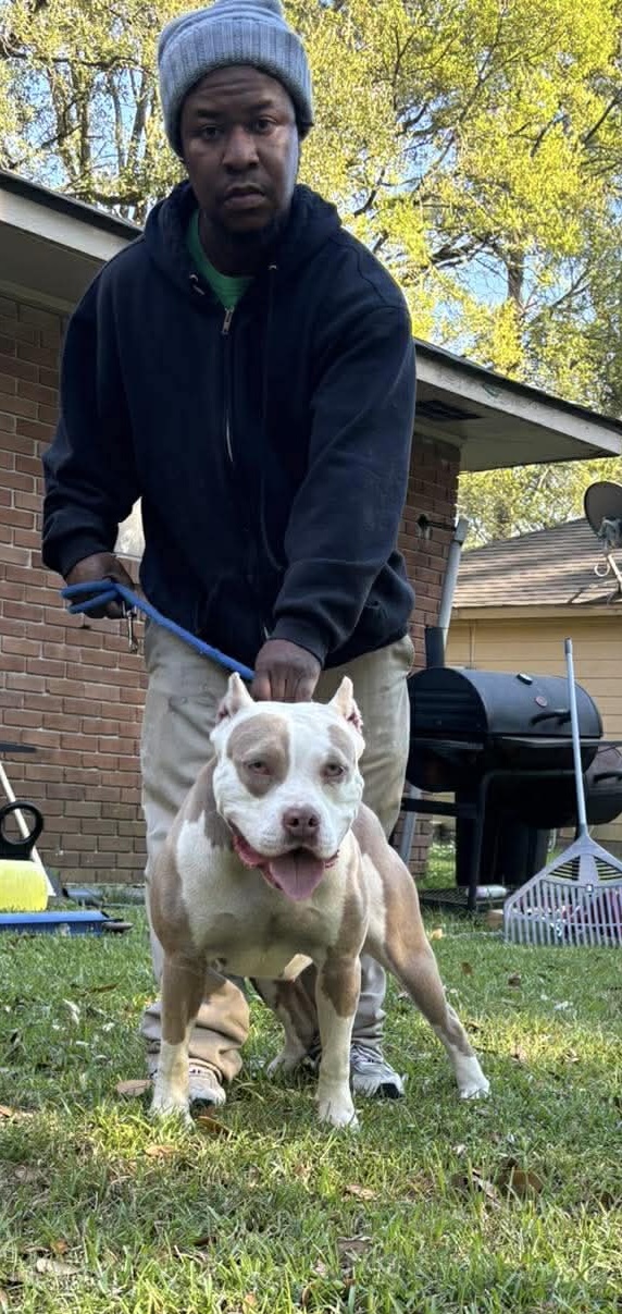 Dog Featured Image