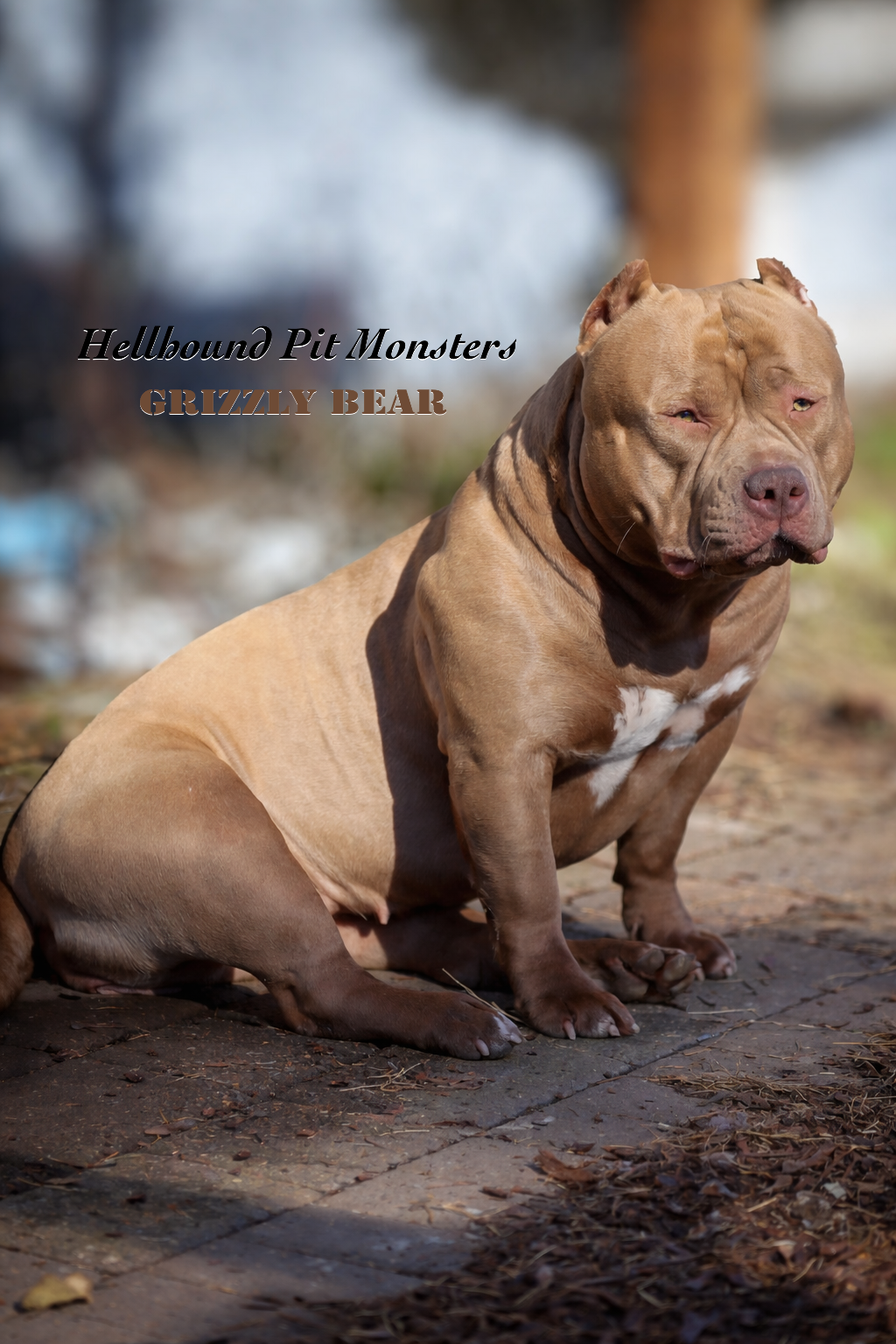 Dog Featured Image