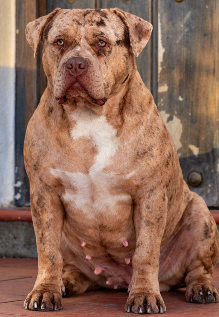 Dog Featured Image