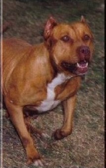 Dog Featured Image