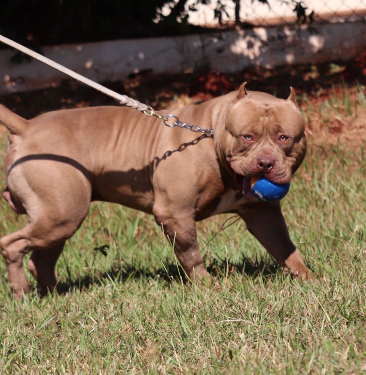 Dog Featured Image