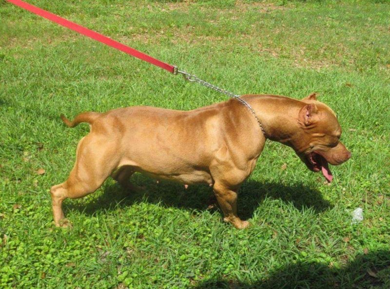 Dog Featured Image