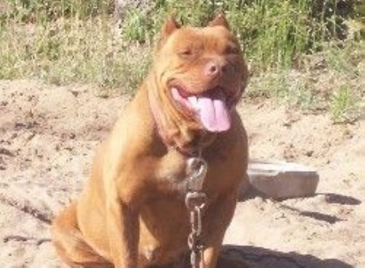 Dog Featured Image