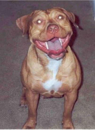 Dog Featured Image