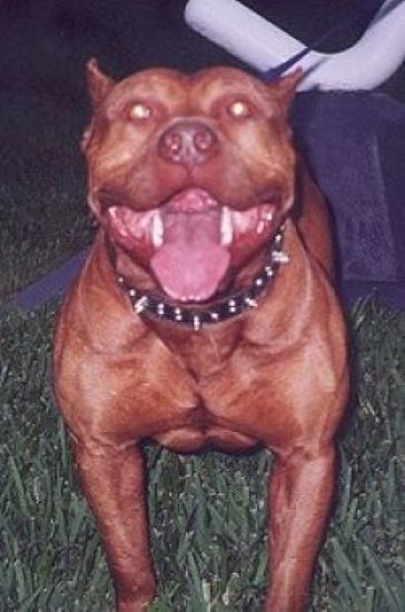 Dog Featured Image