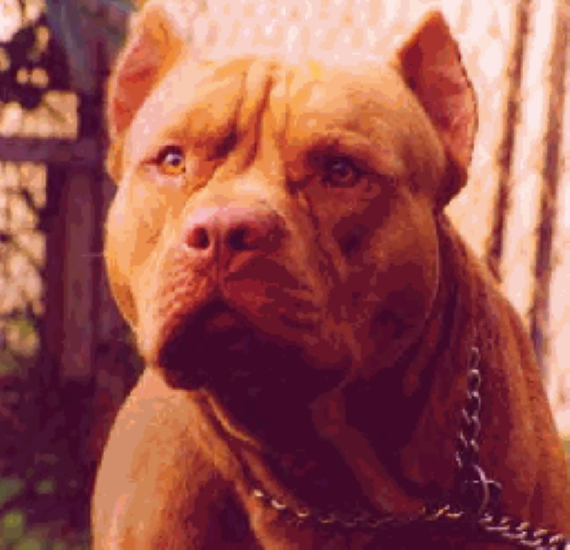Dog Featured Image